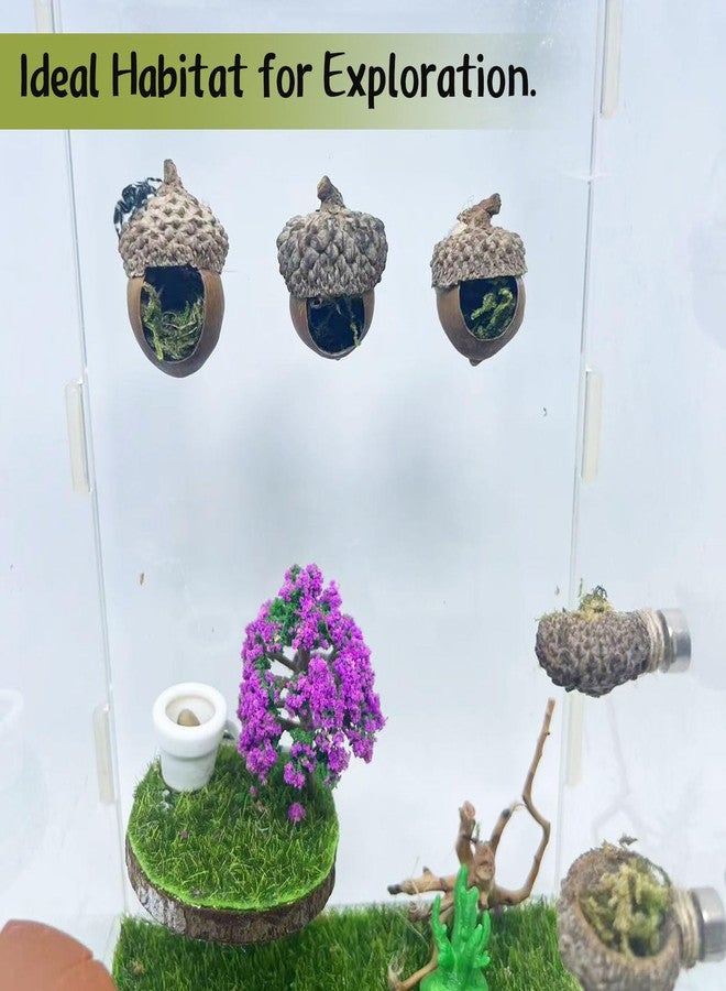 Daerky Jumping Spider Hide,Jumping Spider Hideaway Made from Real Acorns |,Handmade Magnetic Spider Cave, Ideal Habitat Accessory for Small Animals,Natural Decoration for Enclosure .3 Pack (Round Acorn) - Image 3
